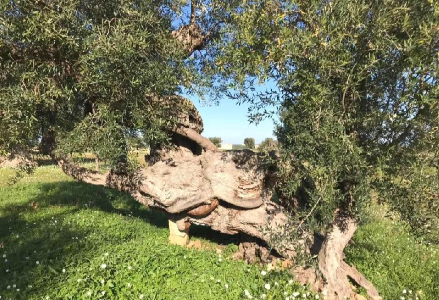 20190409sudan15.jpg